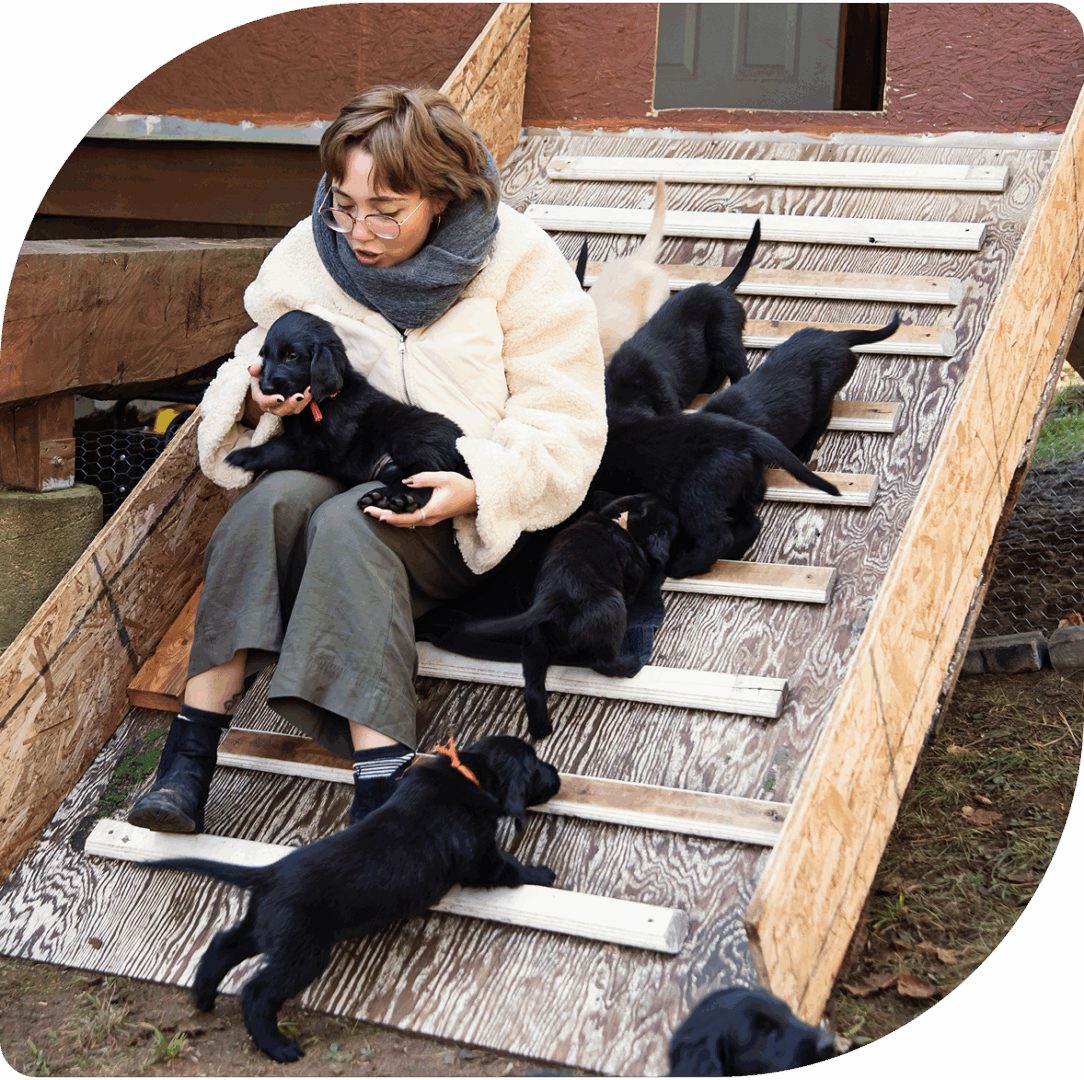 Person with puppies on wooden ramp.