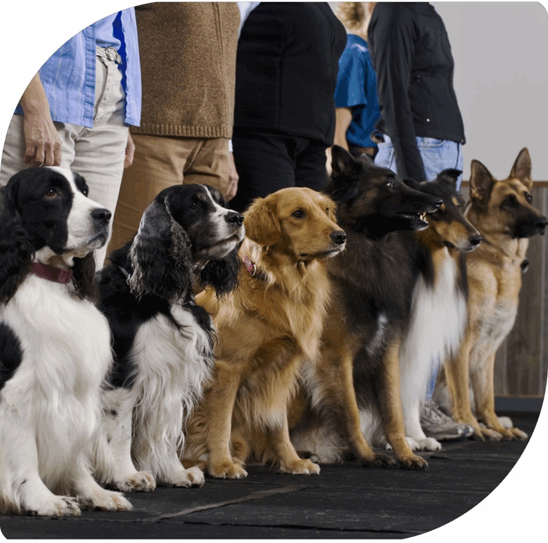 Dogs lined up with their owners.