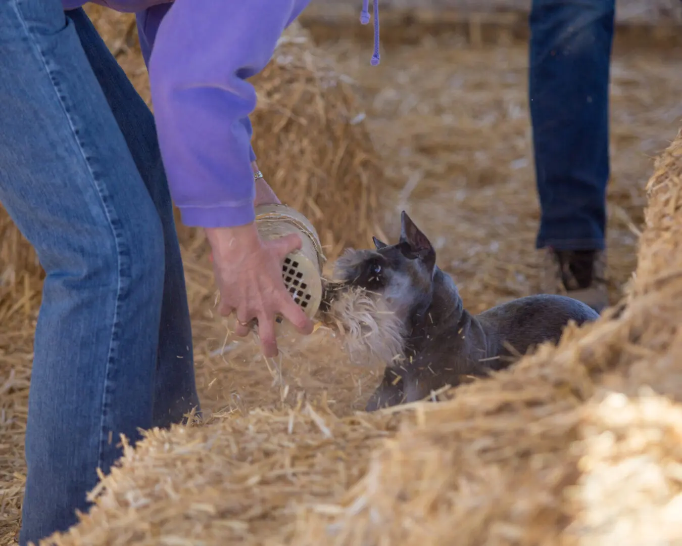 Schnauzer checking the rat tube after finding it during a hunt in the hay